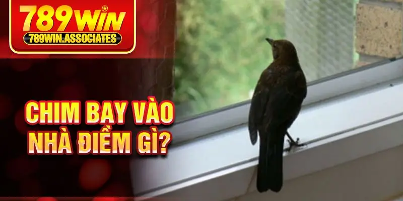 Chim bay vào nhà điềm gì?