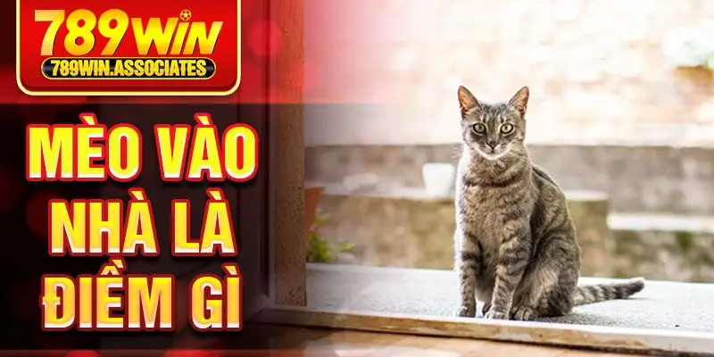 Mèo Vào Nhà Là Điềm Gì? Giải Mã Những Ý Nghĩa Phong Thủy